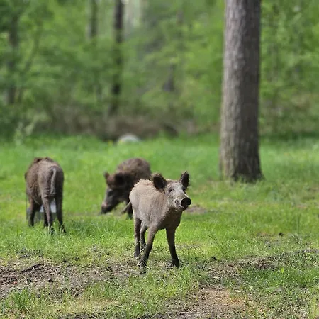 Wildpark Johannismuehle Apartment