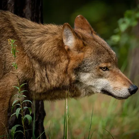 Apartment Wildpark Johannismuehle