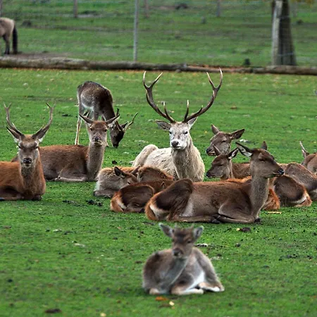 Wildpark Johannismuehle Apartment Klein Ziescht