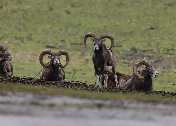Wildpark Johannismuehle *