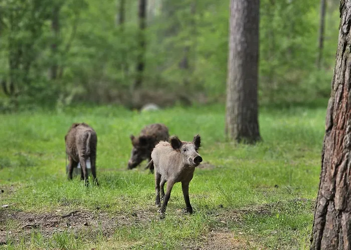 Wildpark Johannismuehle Appartement
