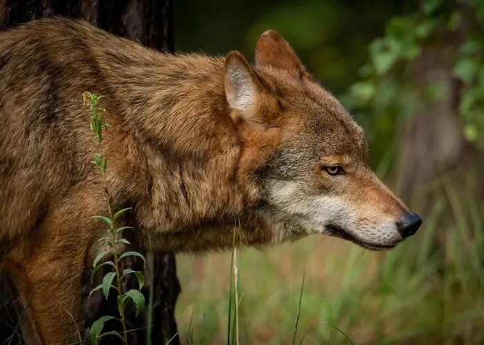 Appartement Wildpark Johannismuehle