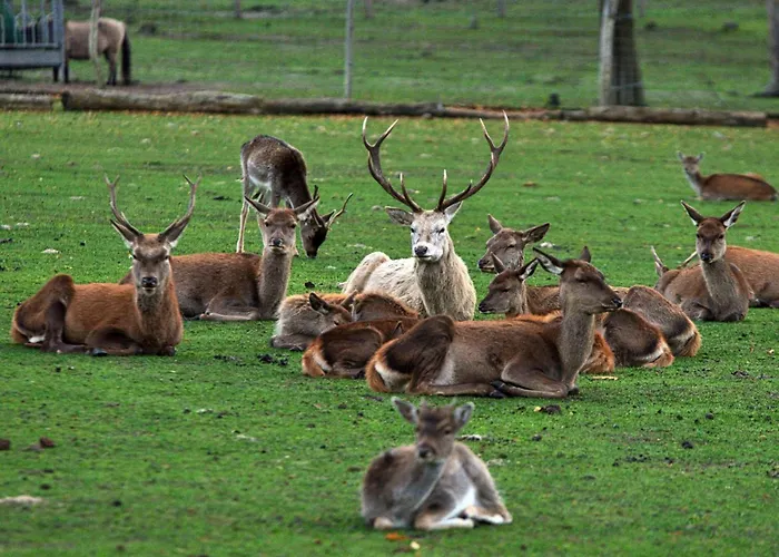 Wildpark Johannismuehle Appartement Klein Ziescht